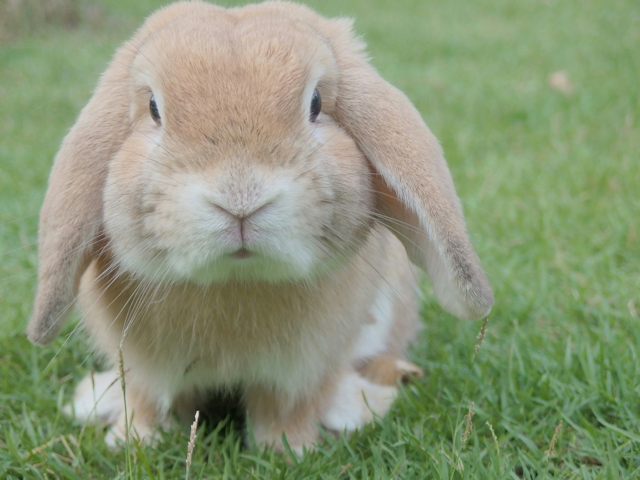 Lapins de la ferme