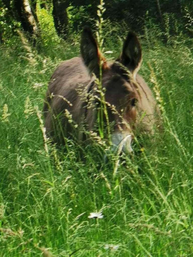 Poney pour événement familial